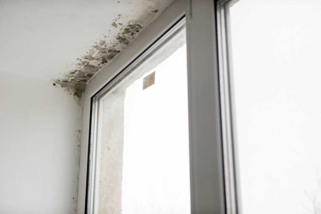 Why getting a professional mold remediation is so important