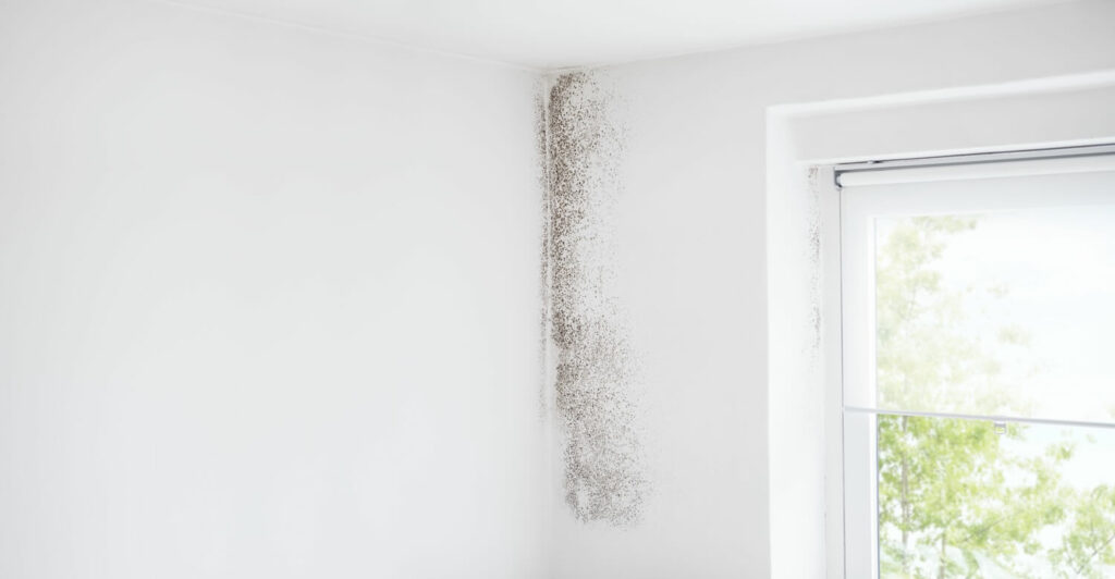 How Bad Should Mold Get Before You Call Mold Remediation Contractors?