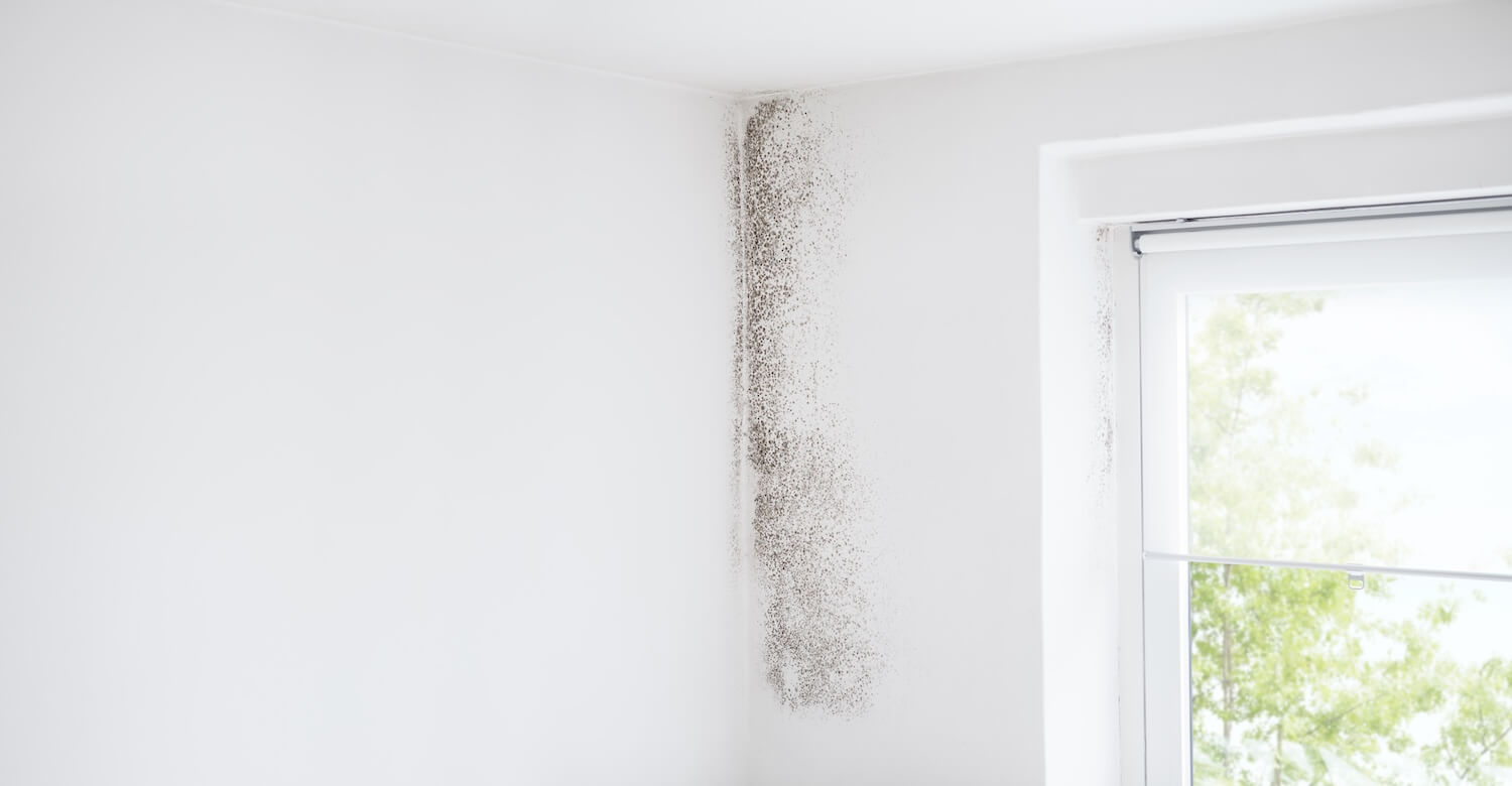 How Bad Should Mold Get Before You Call Mold Remediation Contractors mold damage air